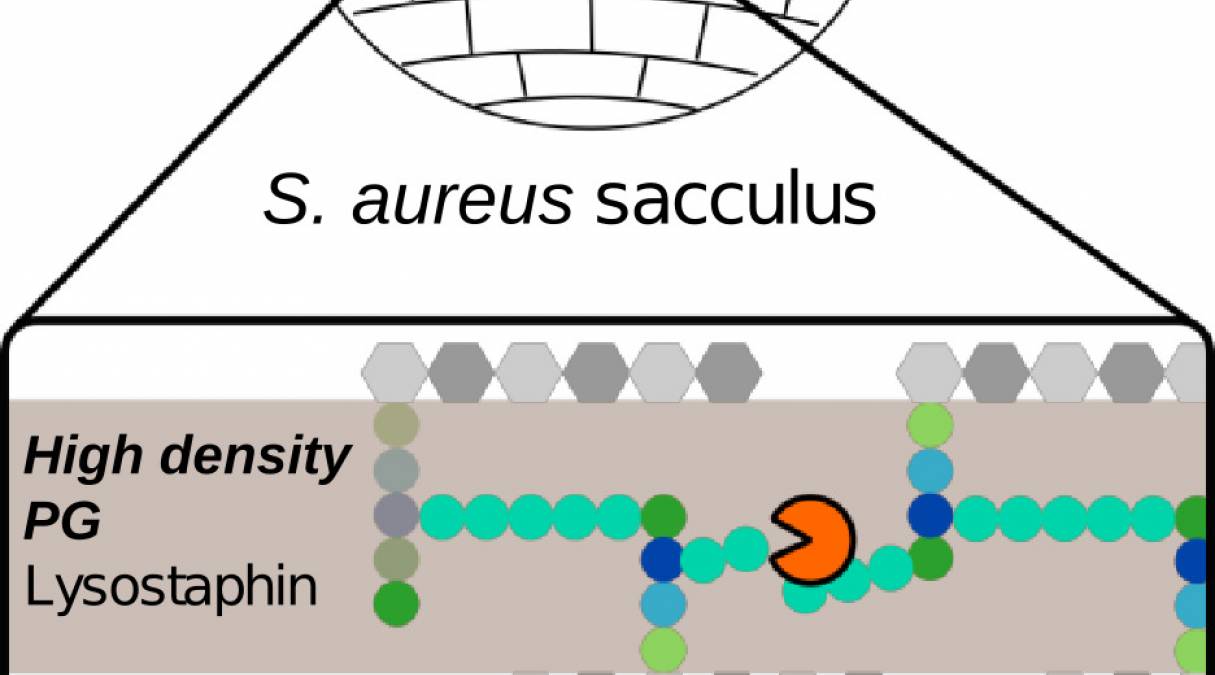 Bases structurelles sur l'interaction de deux enzymes de Staphylococcus aureus avec l’enveloppe bactérienne