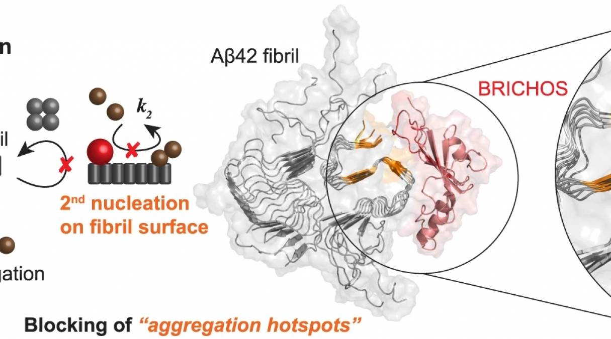 Identification de sites potentiels d’agrégation sur les fibrilles de Aβ42, bloqués par le domaine BRICHOS de type chaperone anti-amyloïde.