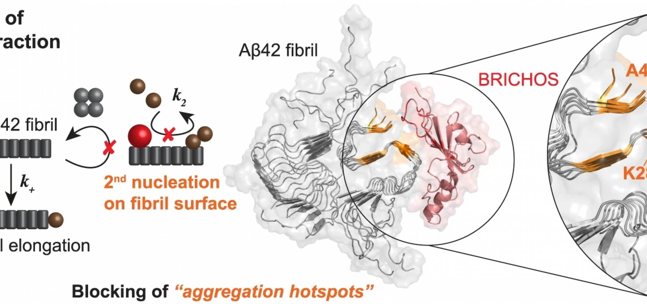 Identification de sites potentiels d’agrégation sur les fibrilles de Aβ42, bloqués par le domaine BRICHOS de type chaperone anti-amyloïde.