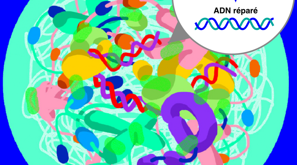 Comment les protéines désordonnées contribuent-elles à la réparation de l'ADN?