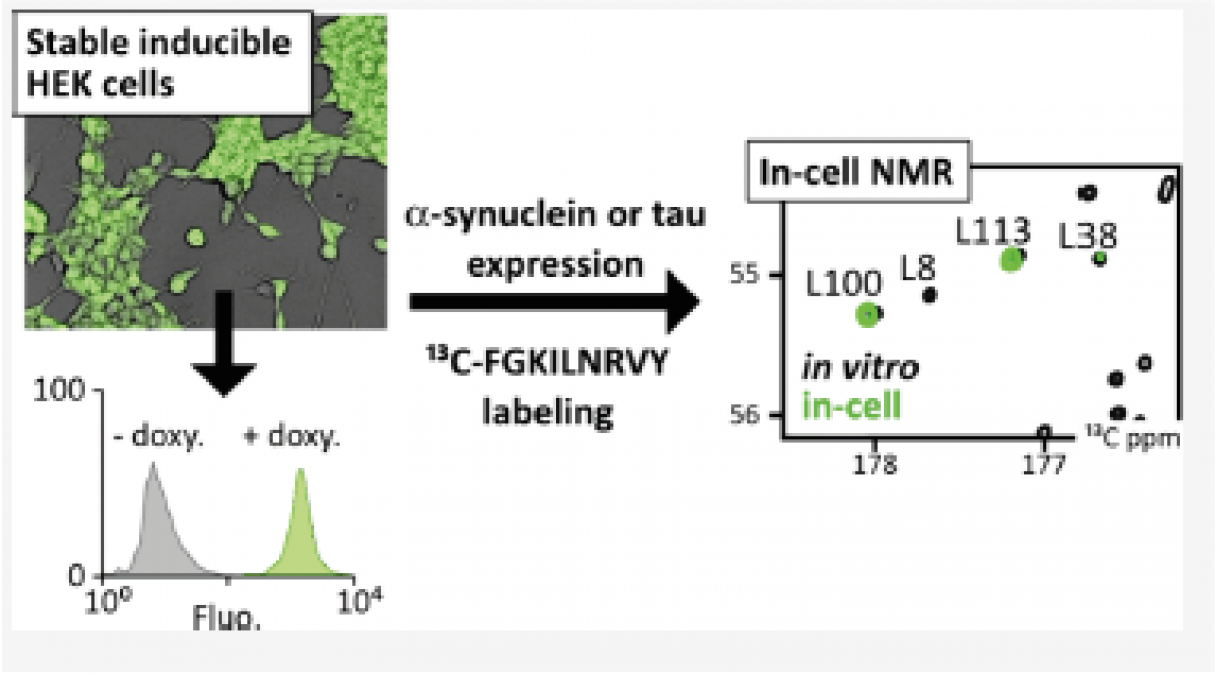 In-Cell Residue-Resolved NMR of Micromolar α-Synuclein and Tau at 310 K